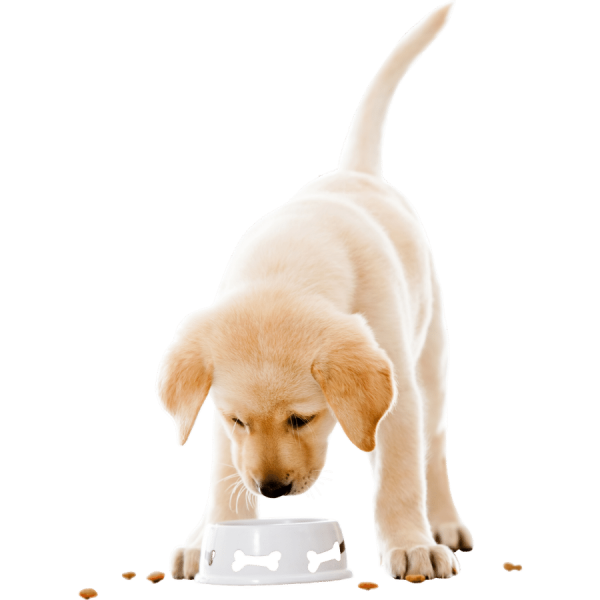 Pets Raw Foods (1)
